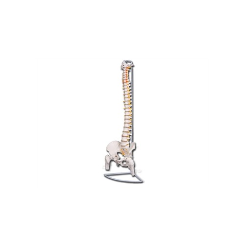 GM - Coluna Vertebral Fléxível VALUE com cabeças de fêmur (1un)